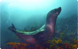 Snorkel with seals