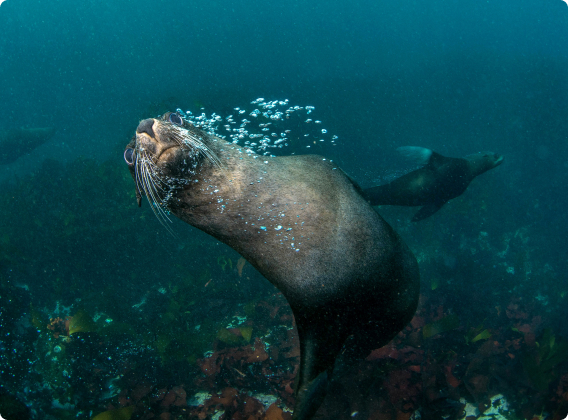 Why do a scuba dive adventure in Cape Town?_image