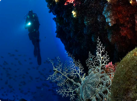 Scuba dive holidays_image